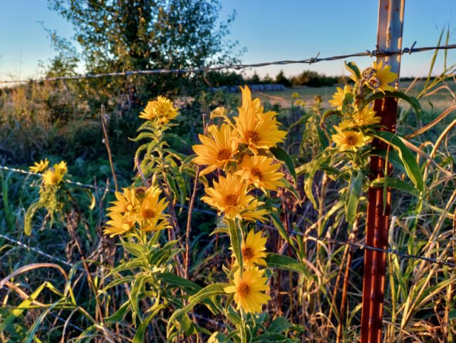 pictures of native sunflowers growing on NW 122nd west west of Rockwell in Oklahoma City